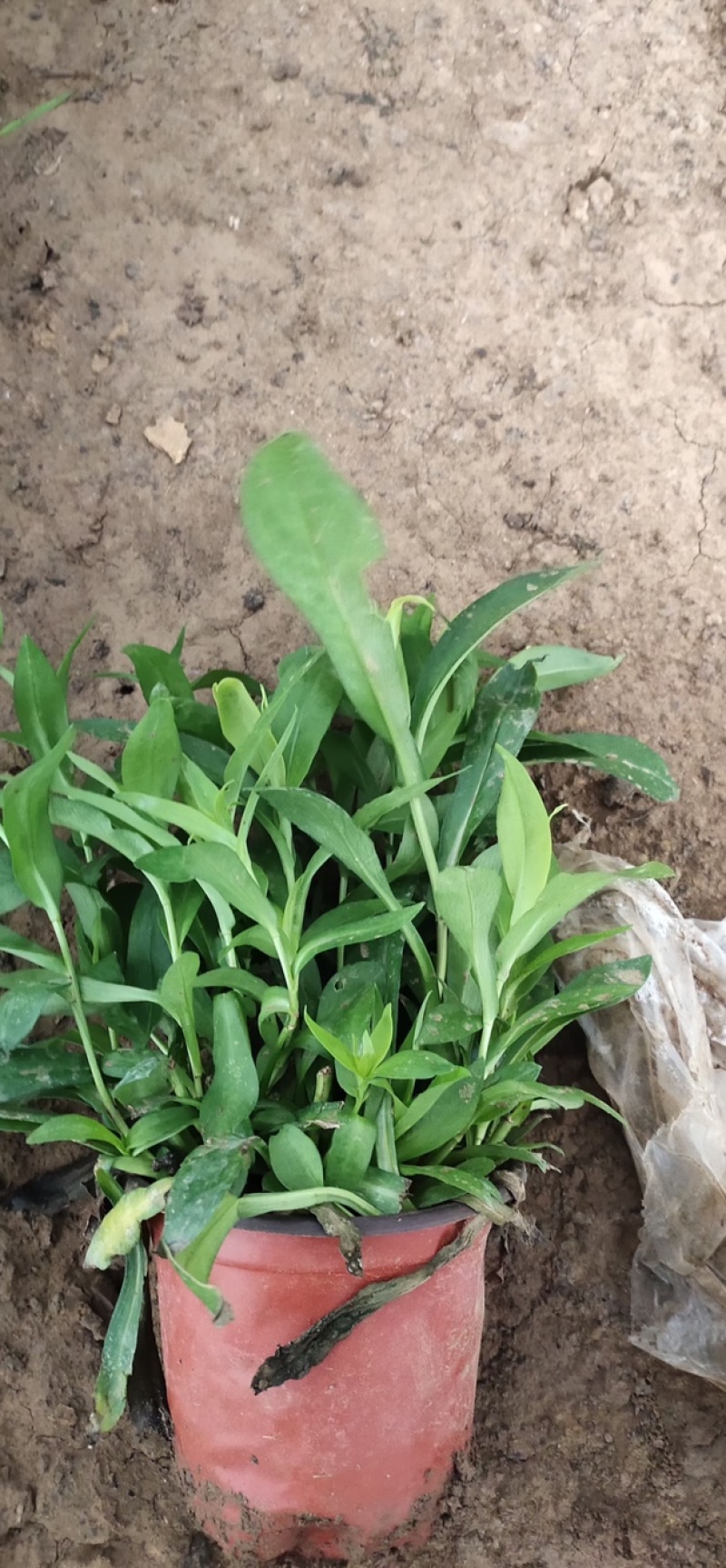 紫菀