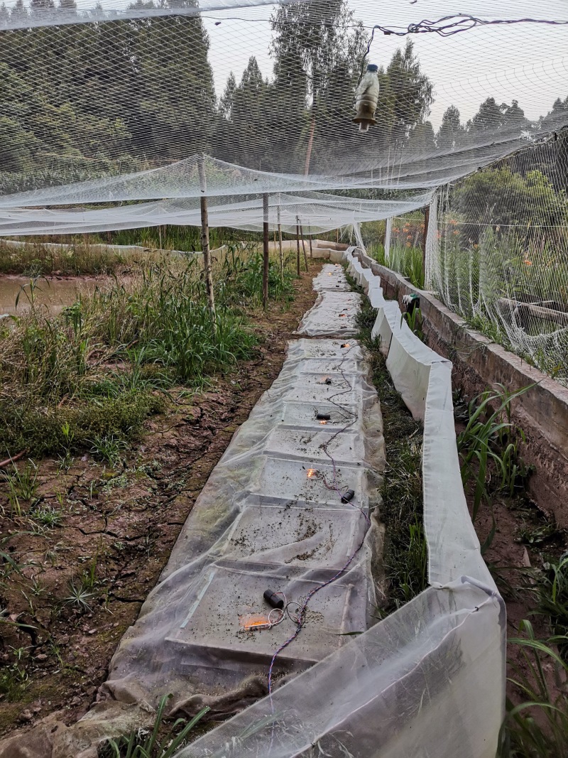 蟾知缘震动棒器喂食工具宠物蟾，蜍青蛙林蛙石蛙