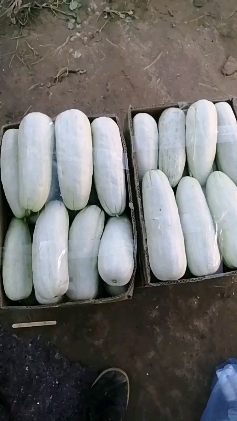 《牛》沧州青县羊角蜜甜瓜，博洋九号！61，91，白糖罐！