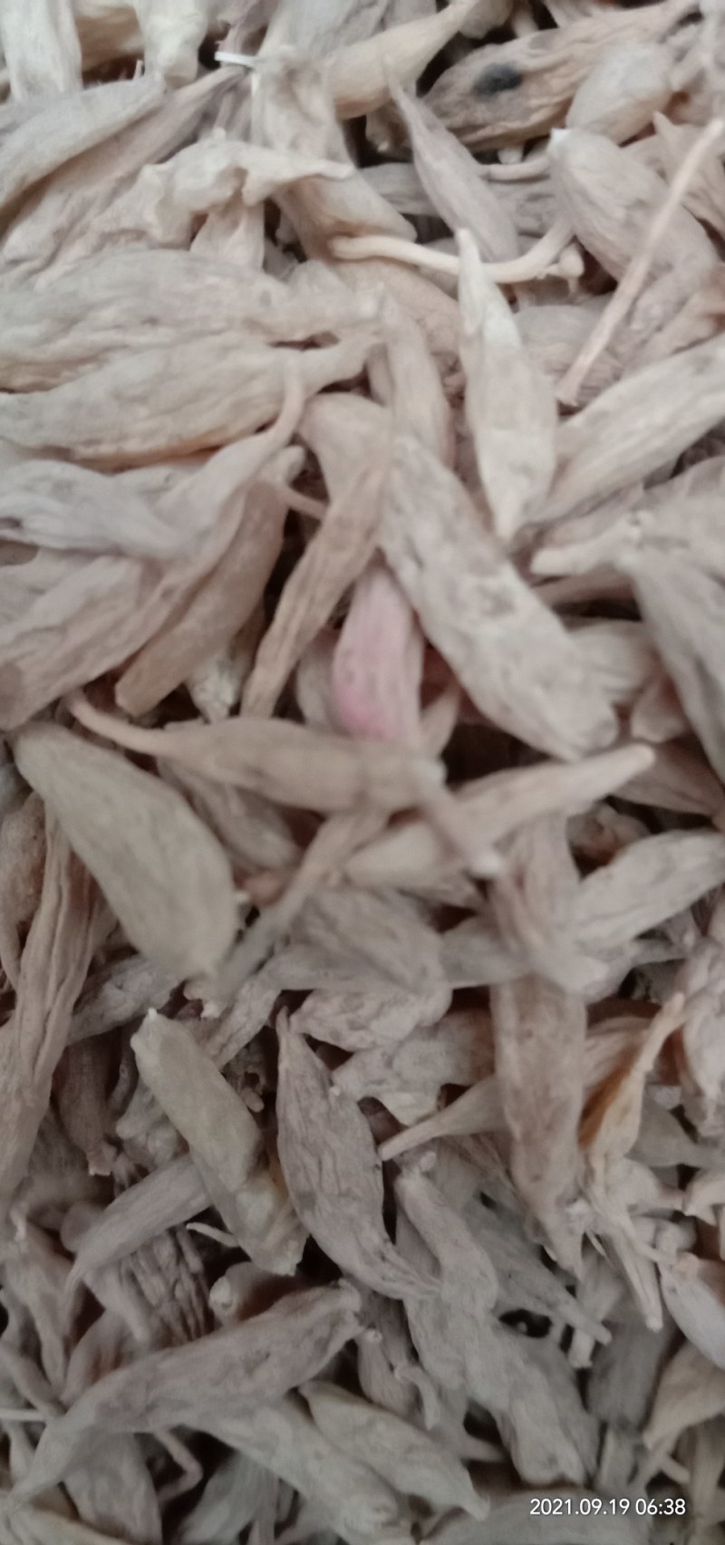 贵州野生麦冬，水洗干货，批发零售，欢迎订购
