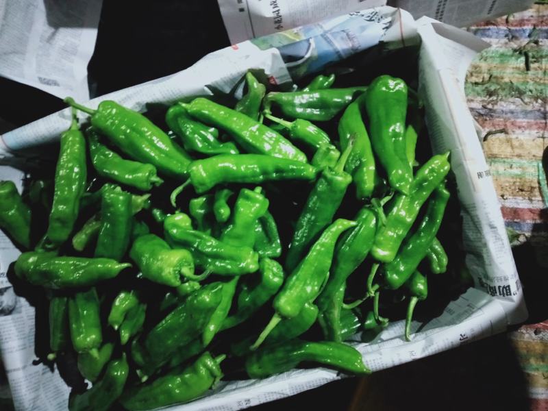 夏邑县大棚鲜辣椒301大量上市，万亩产地，代收代发全国
