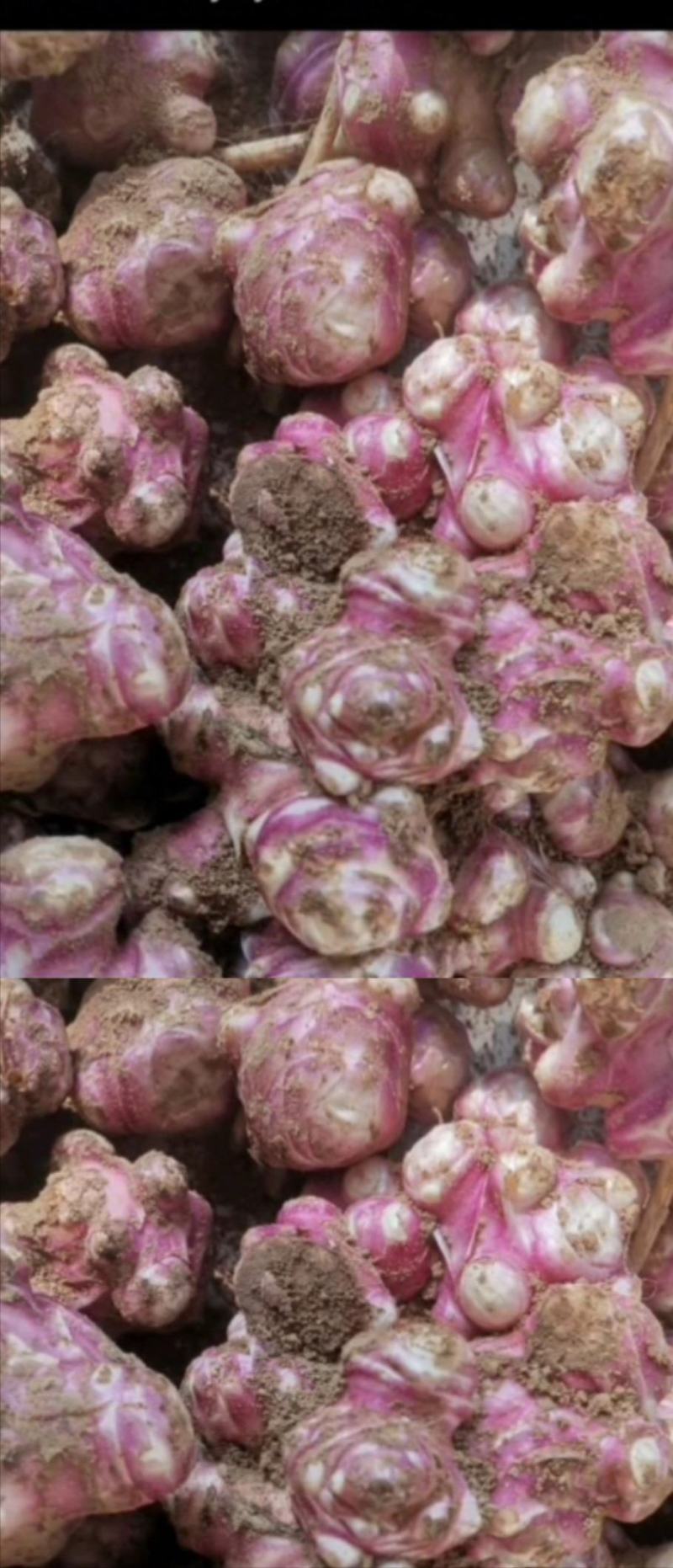 菊芋，产地货源，大量供应，可视频看货，欢迎来电咨询洽谈