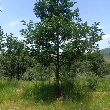 柿子树