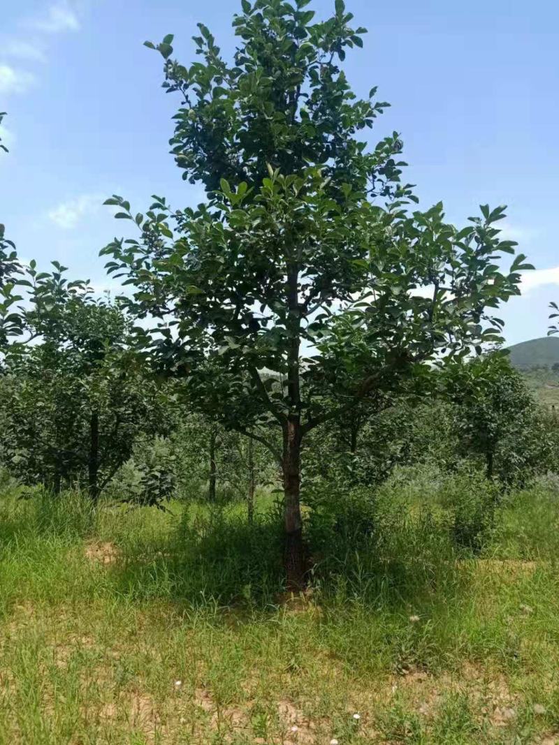 柿子树