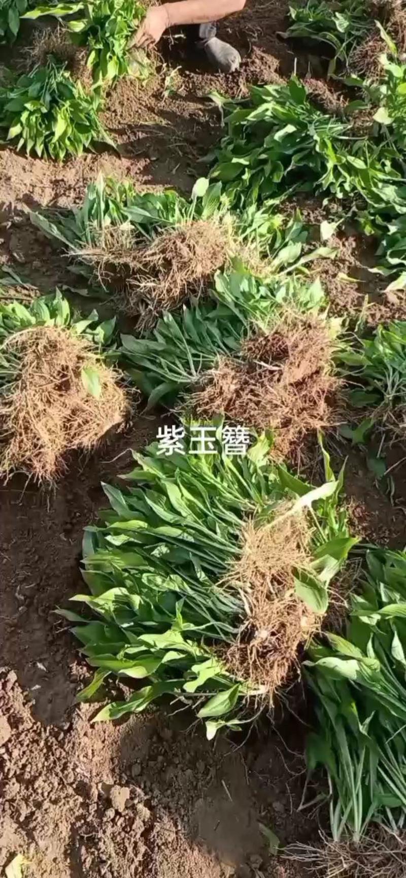 紫玉簪