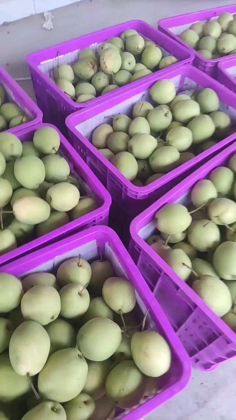 供应冠县长把梨一级长把梨：大量供应代收承接各种订单！电商