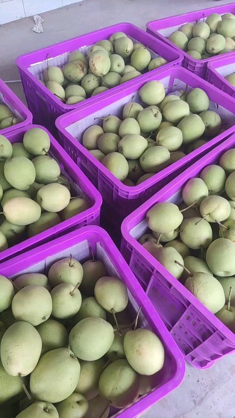 供应冠县长把梨一级长把梨：大量供应代收承接各种订单！电商