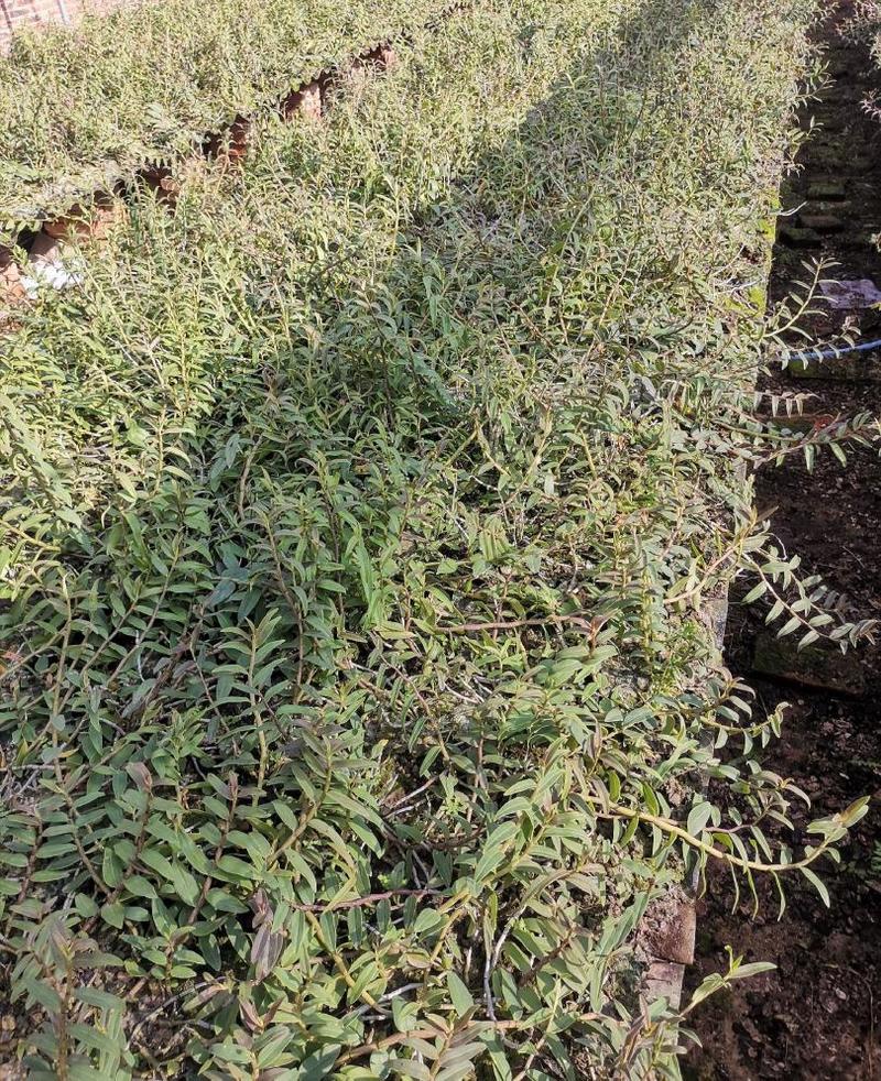 【做品质】铁皮石斛有机肥生态种植公司基地直供