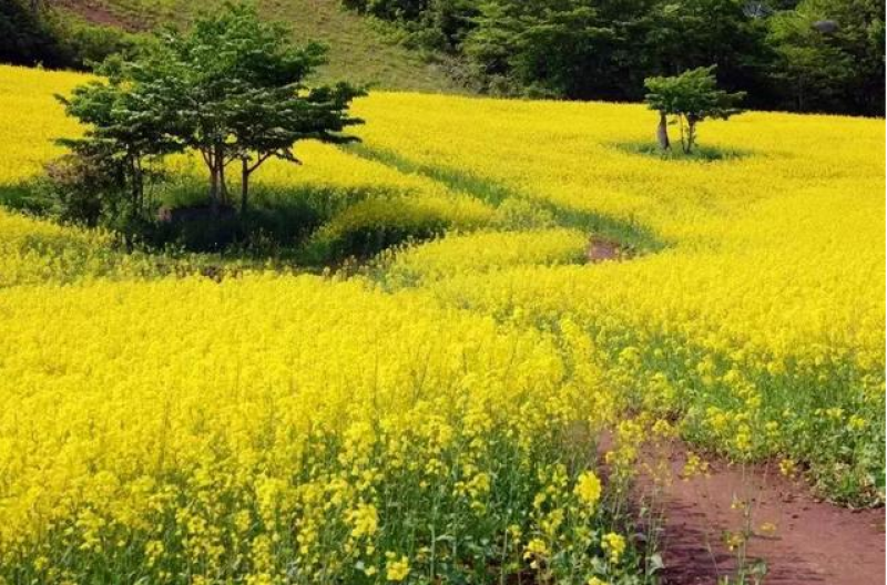 彩色油菜花种子七彩油菜籽耐寒室外庭院景观花海花草种籽高产