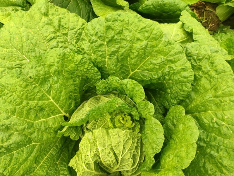 黄心金宝白菜已上市