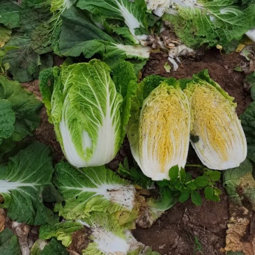 黄心金宝白菜已上市