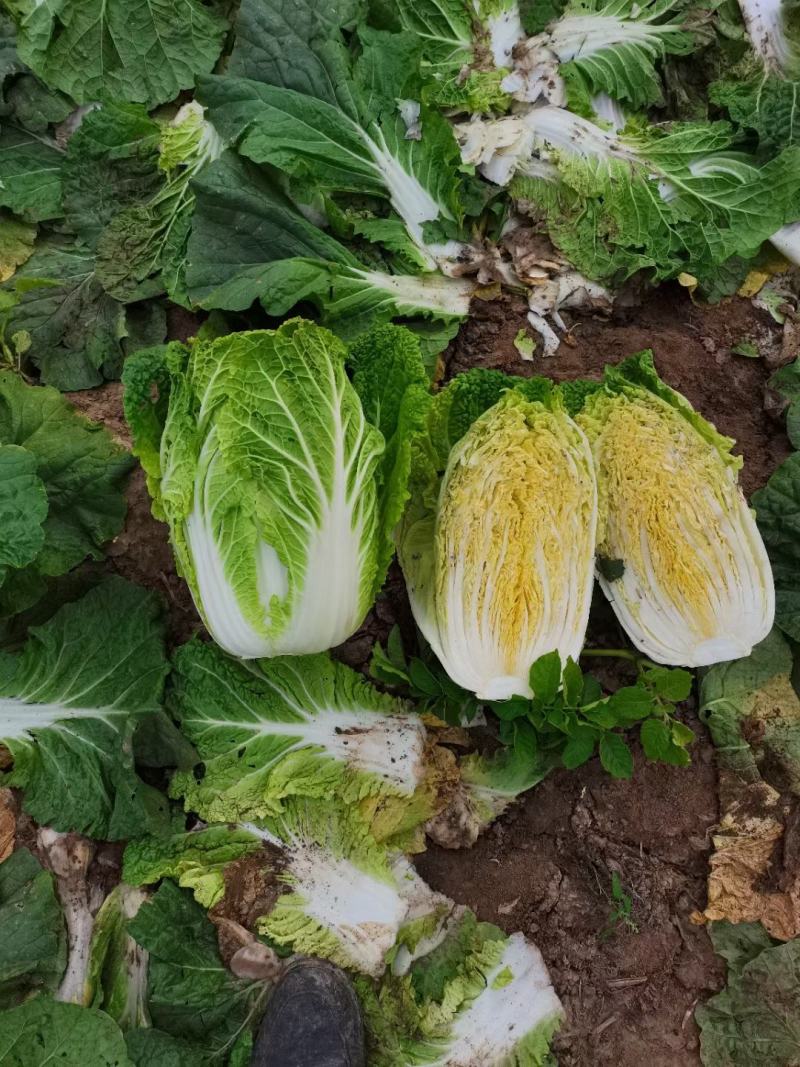 黄心金宝白菜已上市