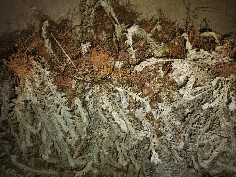 干货，鹿茸草干货，干货，新货！抓紧时间！