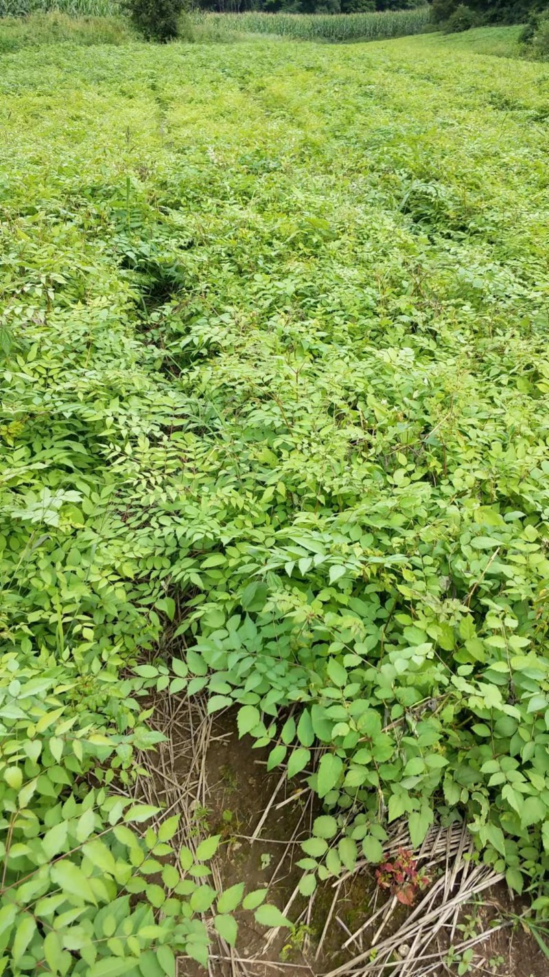乌龙头