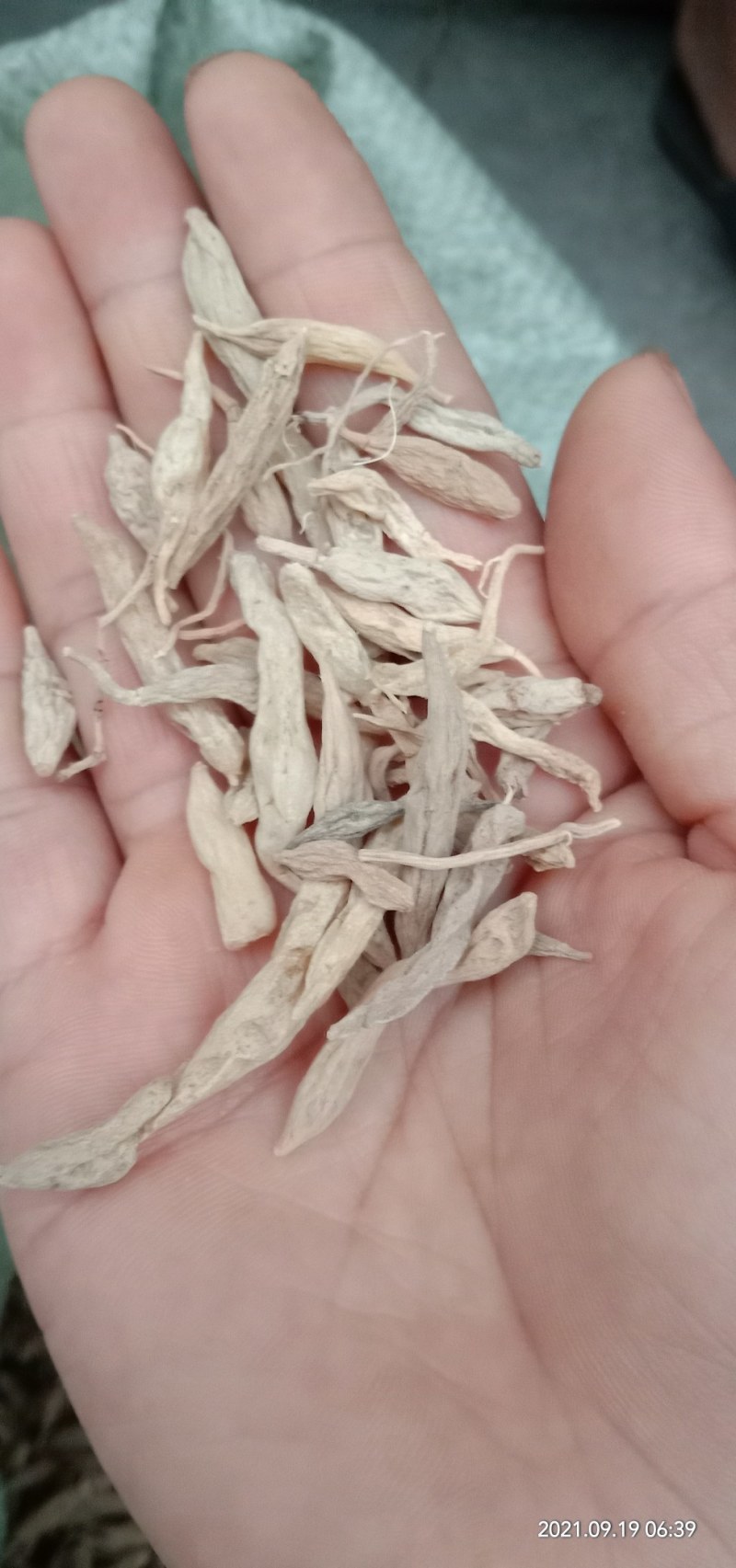 贵州野生麦冬，水洗干货，批发零售，欢迎订购