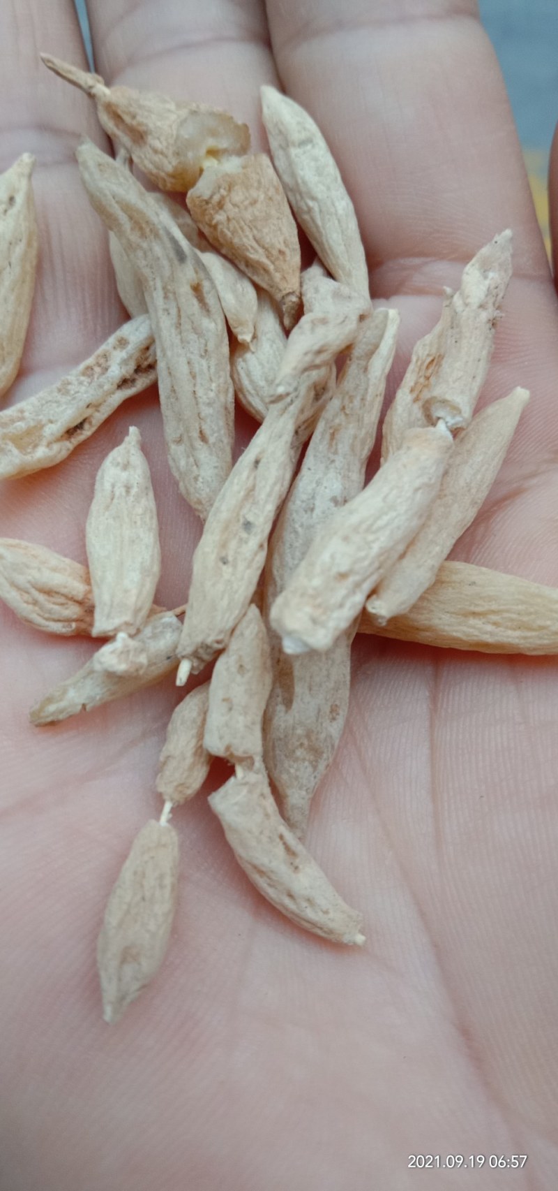 贵州野生麦冬，水洗干货，批发零售，欢迎订购