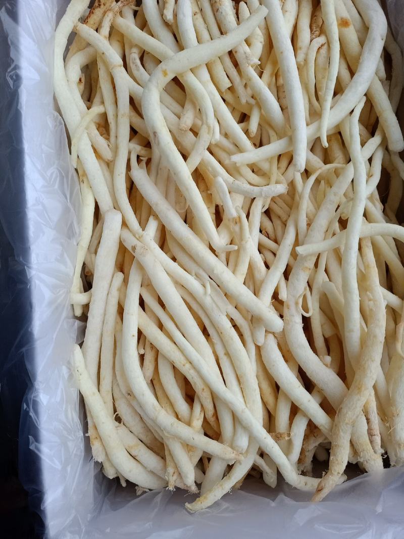 沙参，川明参，产地直发量大欢迎来电咨询下单，以免货发错，