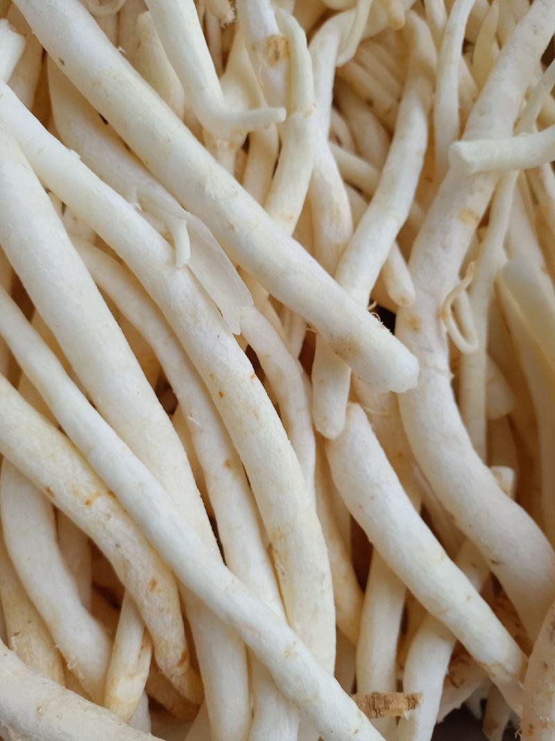 沙参，川明参，产地直发量大欢迎来电咨询下单，以免货发错，