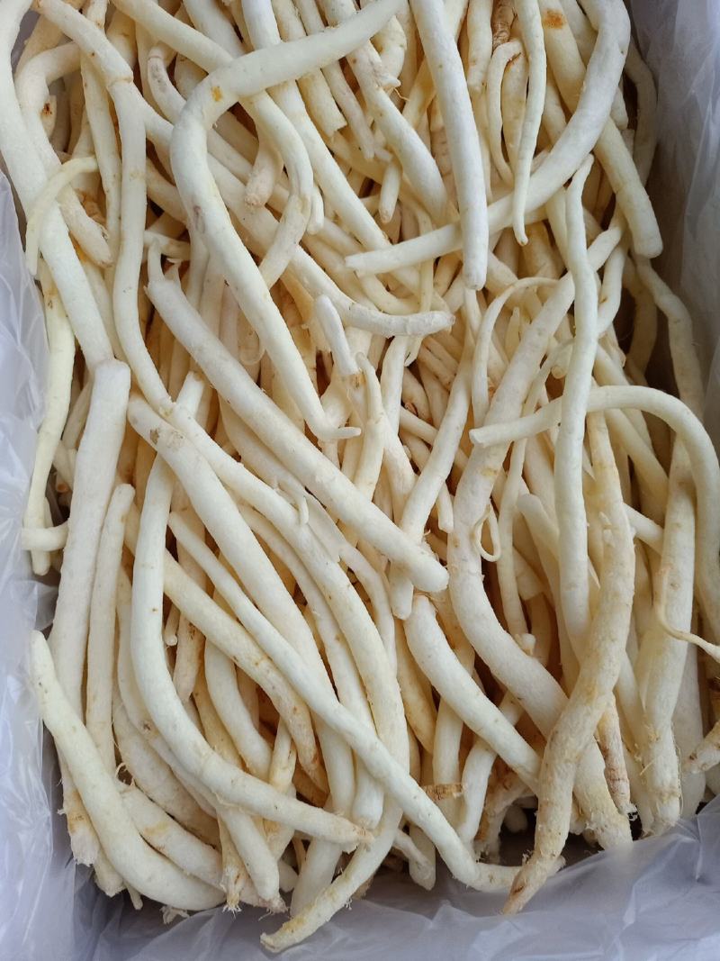 沙参，川明参，产地直发量大欢迎来电咨询下单，以免货发错，