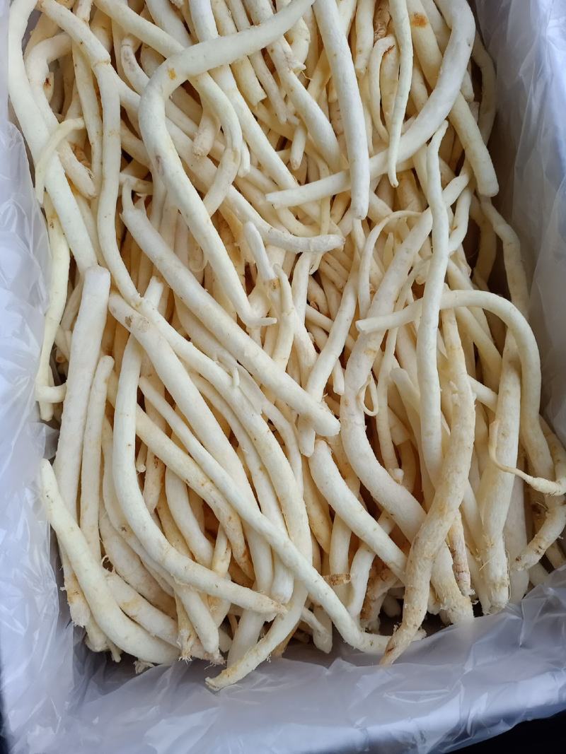 沙参，川明参，产地直发量大欢迎来电咨询下单，以免货发错，