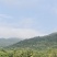 崩坎甜油甘橄榄批发零售自家果园可上门采摘可快递