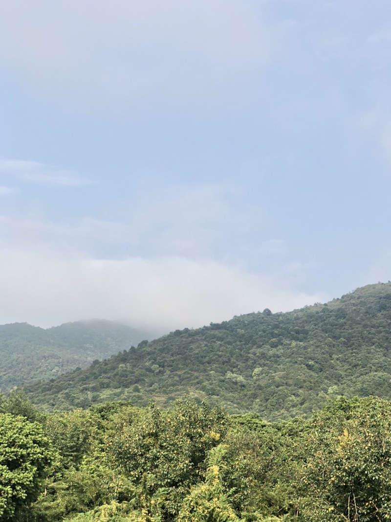崩坎甜油甘橄榄批发零售自家果园可上门采摘可快递