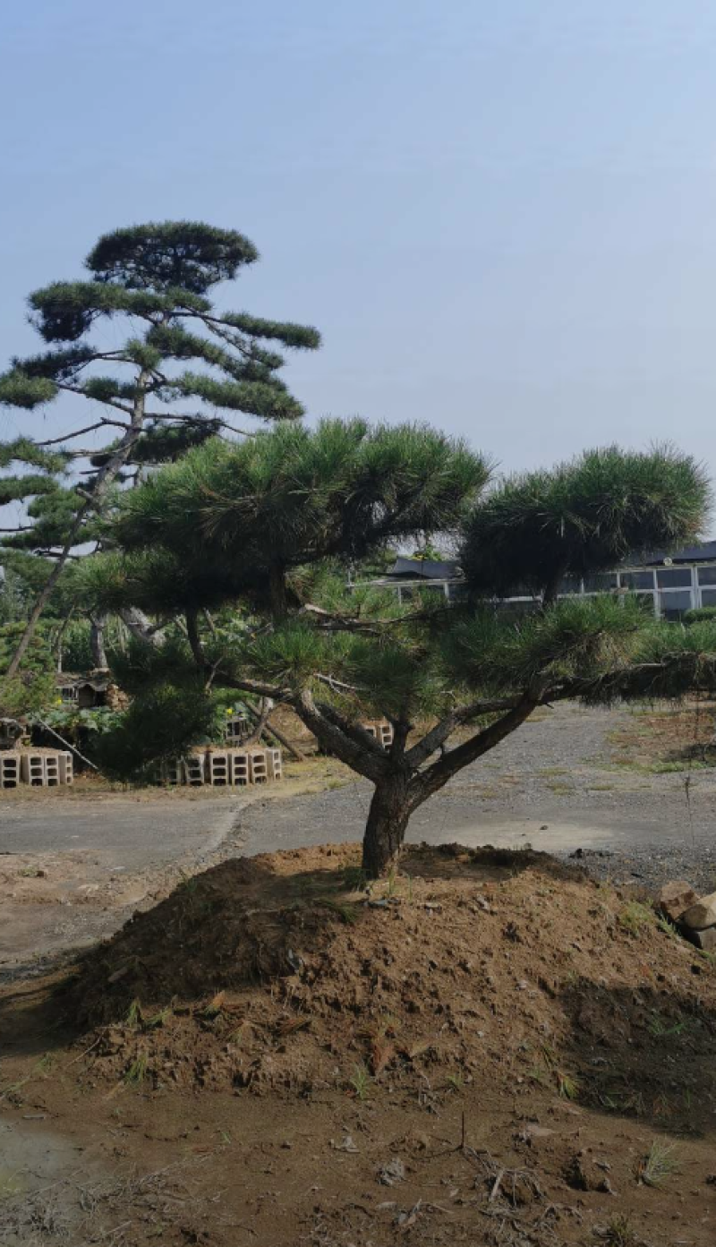 平顶松1/2/2.5/3米规格齐全成活率高价格优