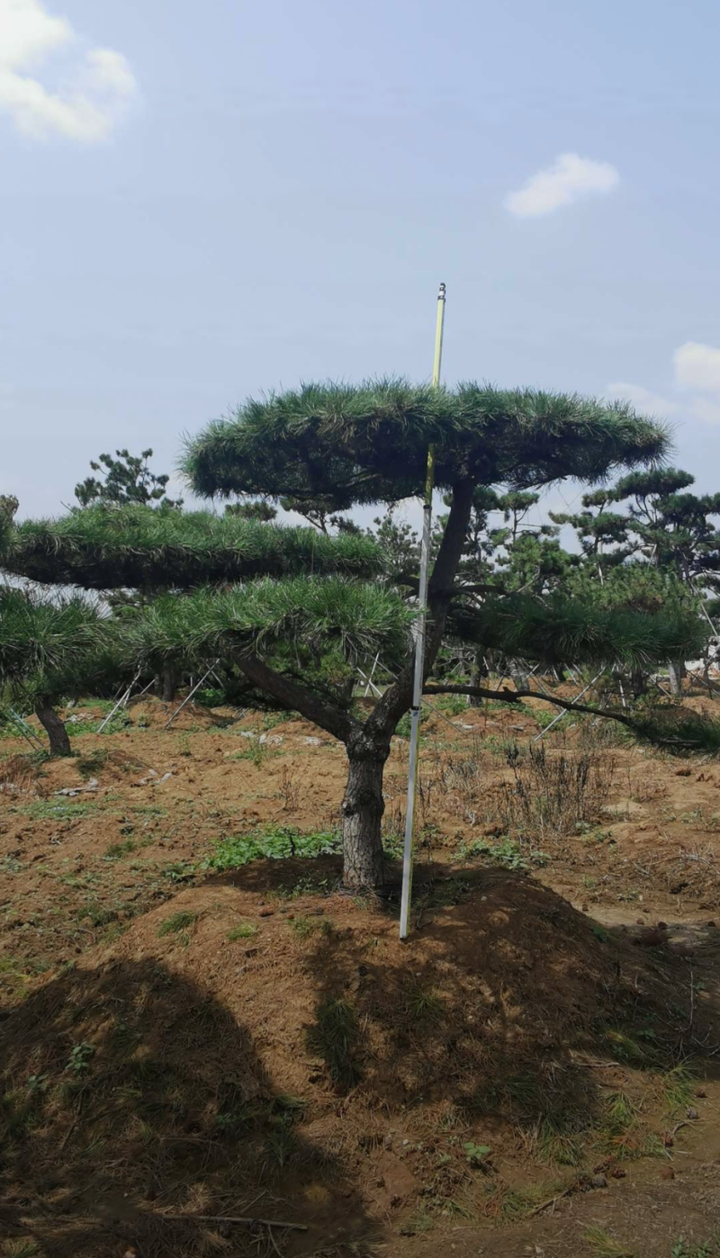 平顶松1/2/2.5/3米规格齐全成活率高价格优
