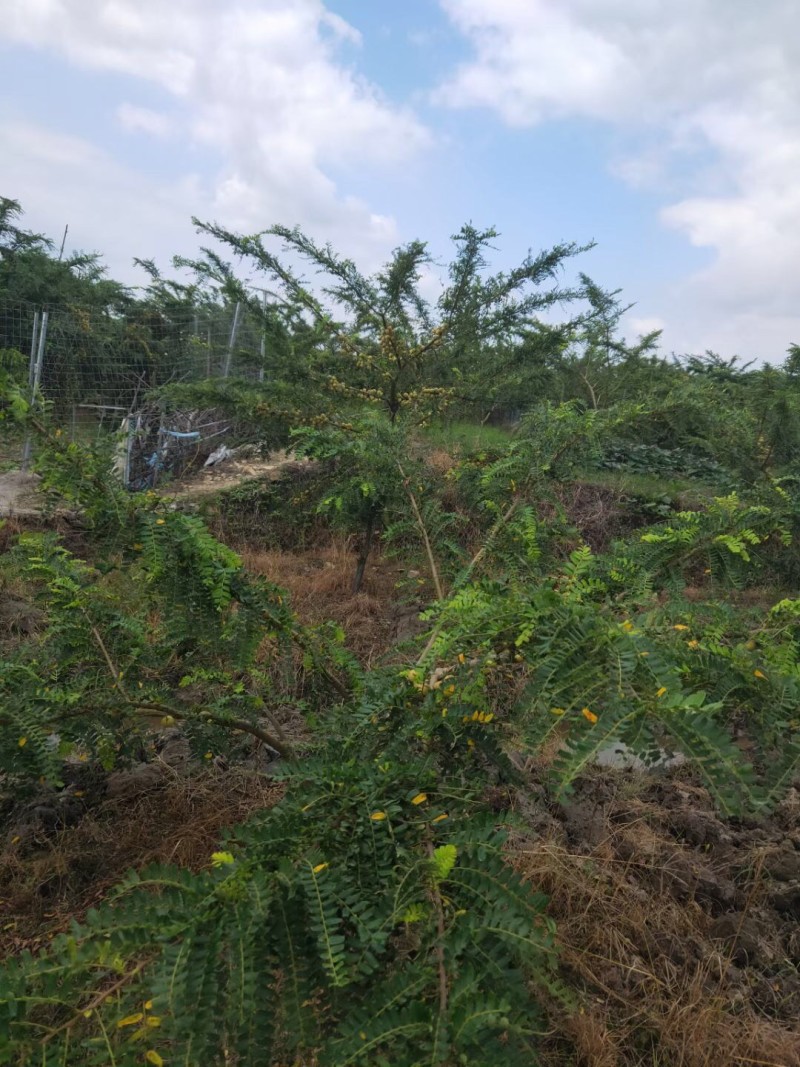 崩坎甜油甘酥脆清甜甘口可发快递可上门采摘
