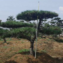 平顶松3./4.0/4.5米规格齐全成活率高价格优惠精品