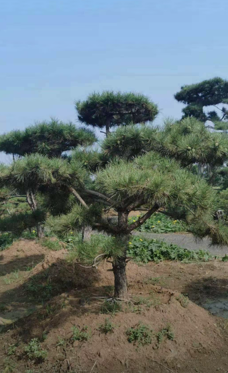平顶松3./4.0/4.5米规格齐全成活率高价格优惠精品