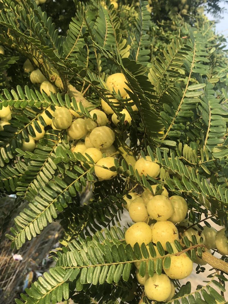 自家高山甜油甘老父亲培养几十年果树可上门采摘可快递