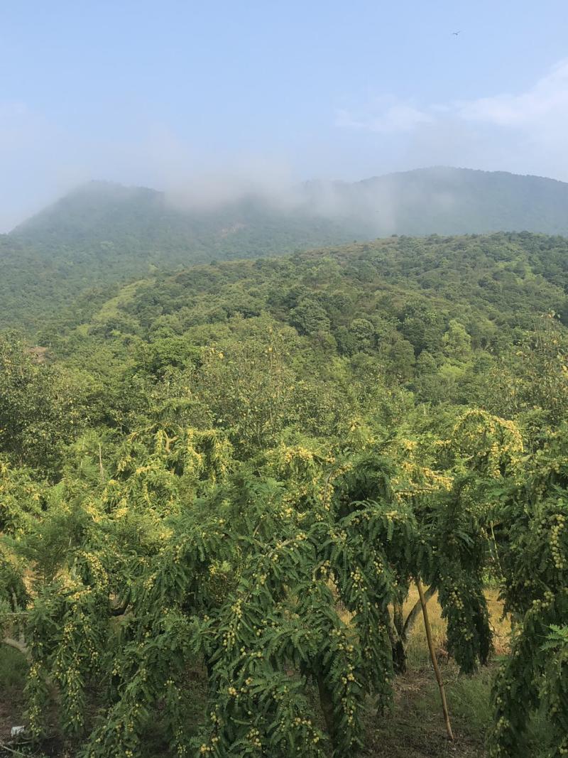 自家高山甜油甘老父亲培养几十年果树可上门采摘可快递