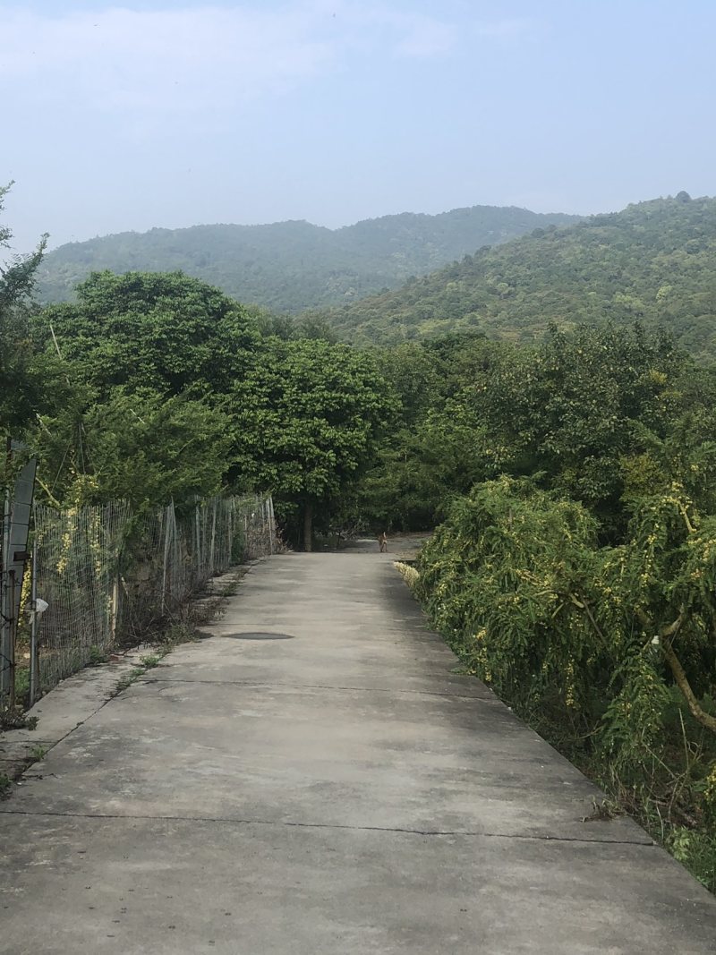 自家高山甜油甘老父亲培养几十年果树可上门采摘可快递
