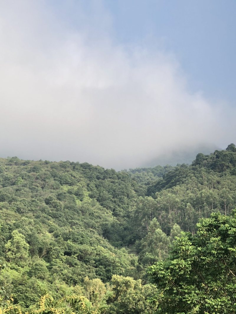 自家高山甜油甘老父亲培养几十年果树可上门采摘可快递