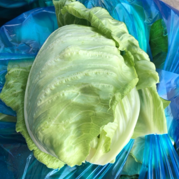 南通本地牛心菜精品刚上市