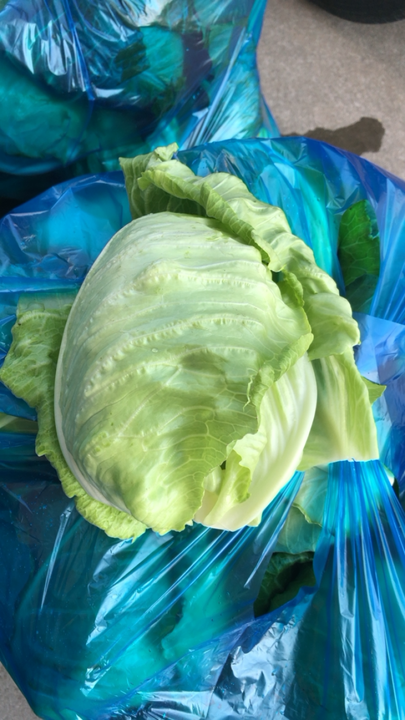 南通本地牛心菜精品刚上市