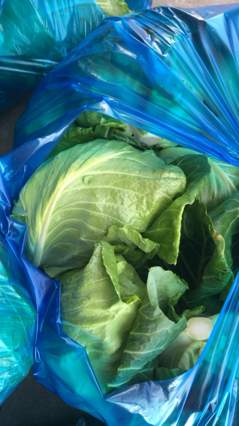 南通本地牛心菜精品刚上市