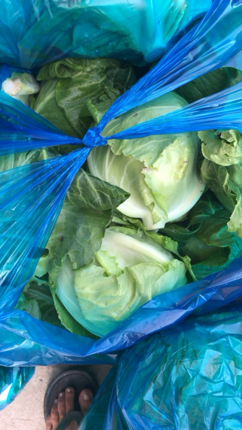 南通本地牛心菜精品刚上市