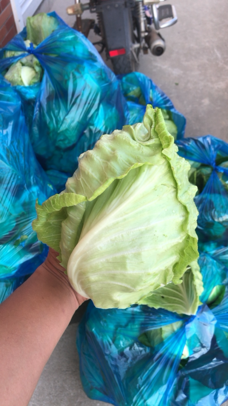 南通本地牛心菜精品刚上市