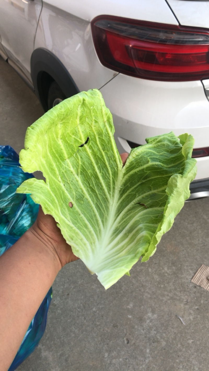 南通本地牛心菜精品刚上市