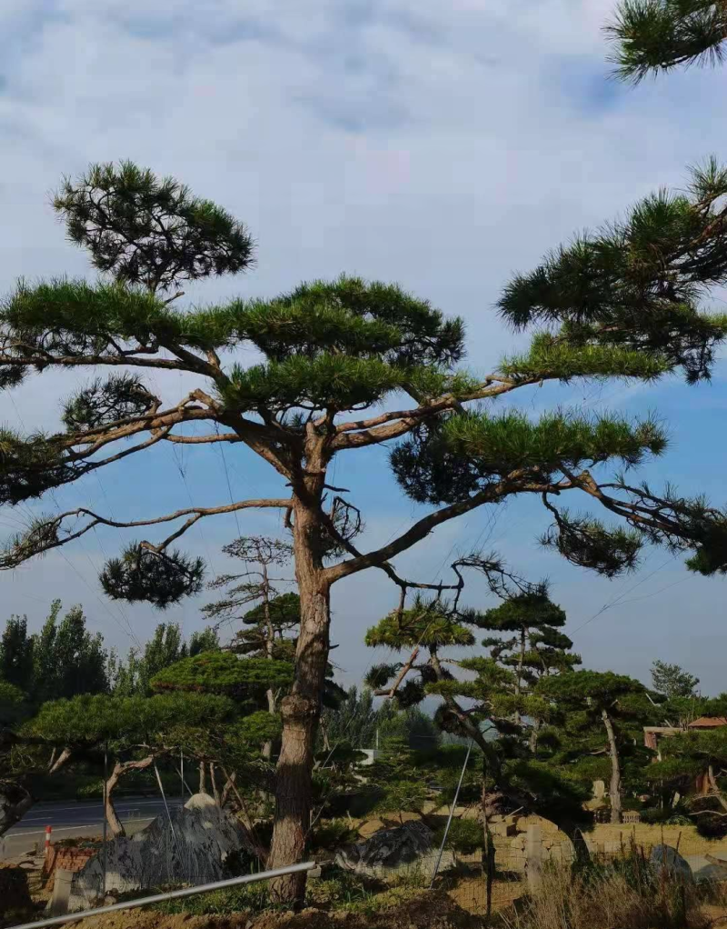 景观松1/2/2.5/3米规格齐全成活率高价格优惠精品苗