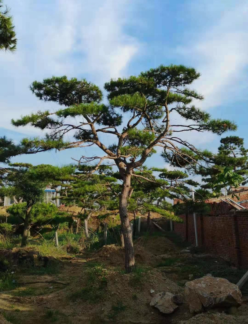 景观松1/2/2.5/3米规格齐全成活率高价格优惠精品苗