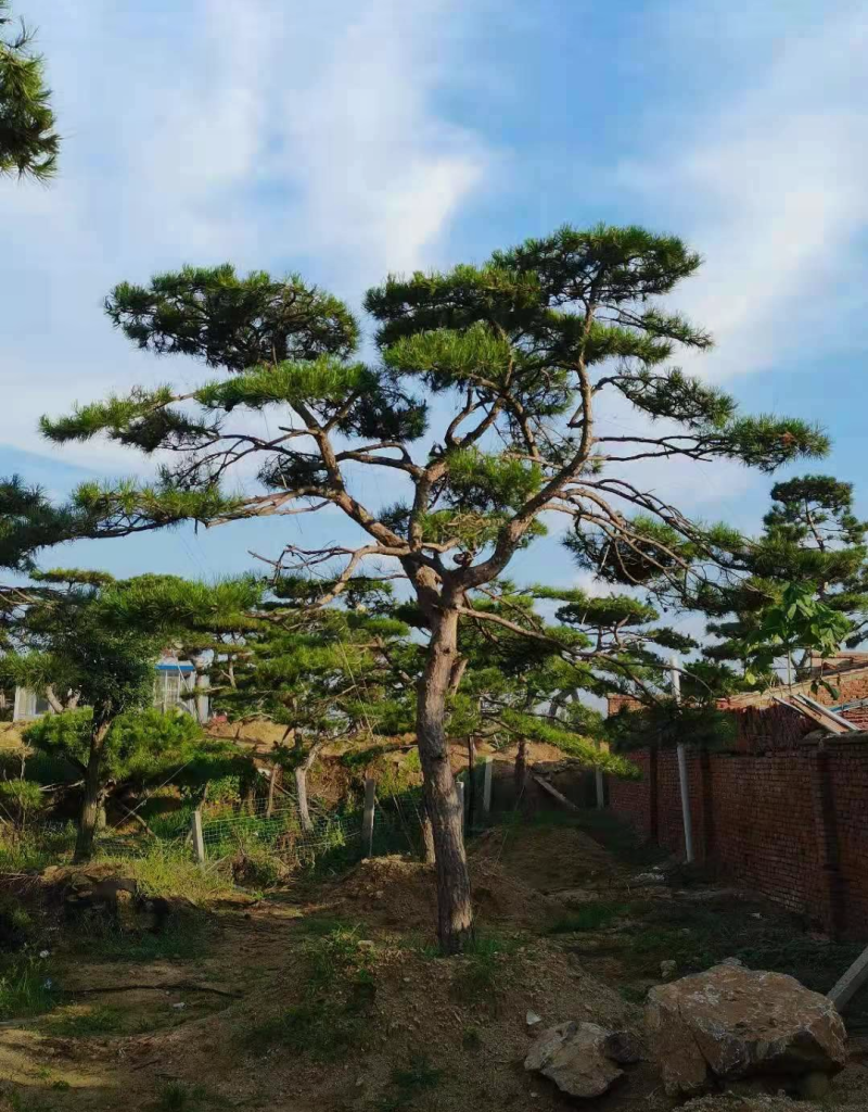 景观松1/2/2.5/3米规格齐全成活率高价格优惠精品苗