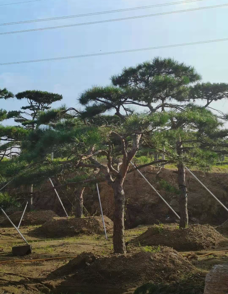 景观松1/2/2.5/3米规格齐全成活率高价格优惠精品苗