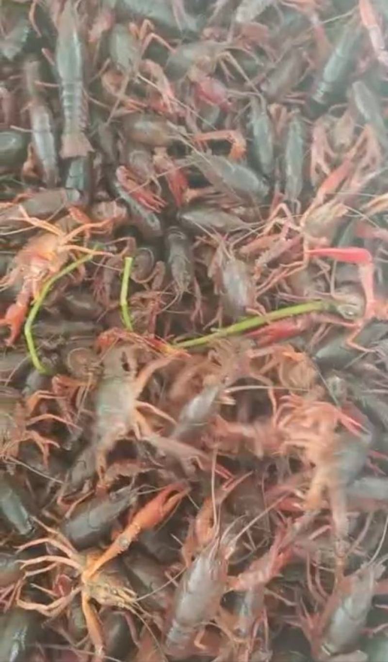 小龙虾，种虾，虾苗常年供应为了长久合作欢迎新朋友实地考察