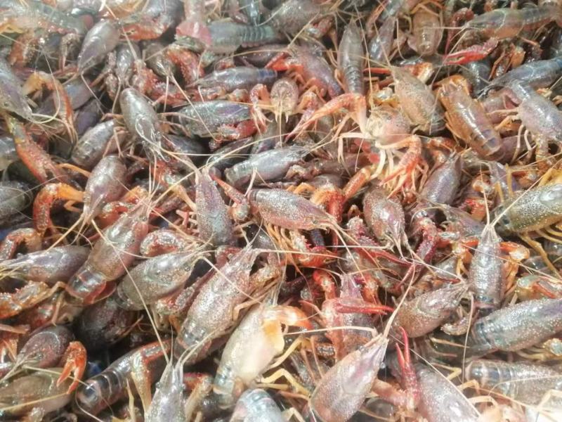 小龙虾，种虾，虾苗常年供应为了长久合作欢迎新朋友实地考察