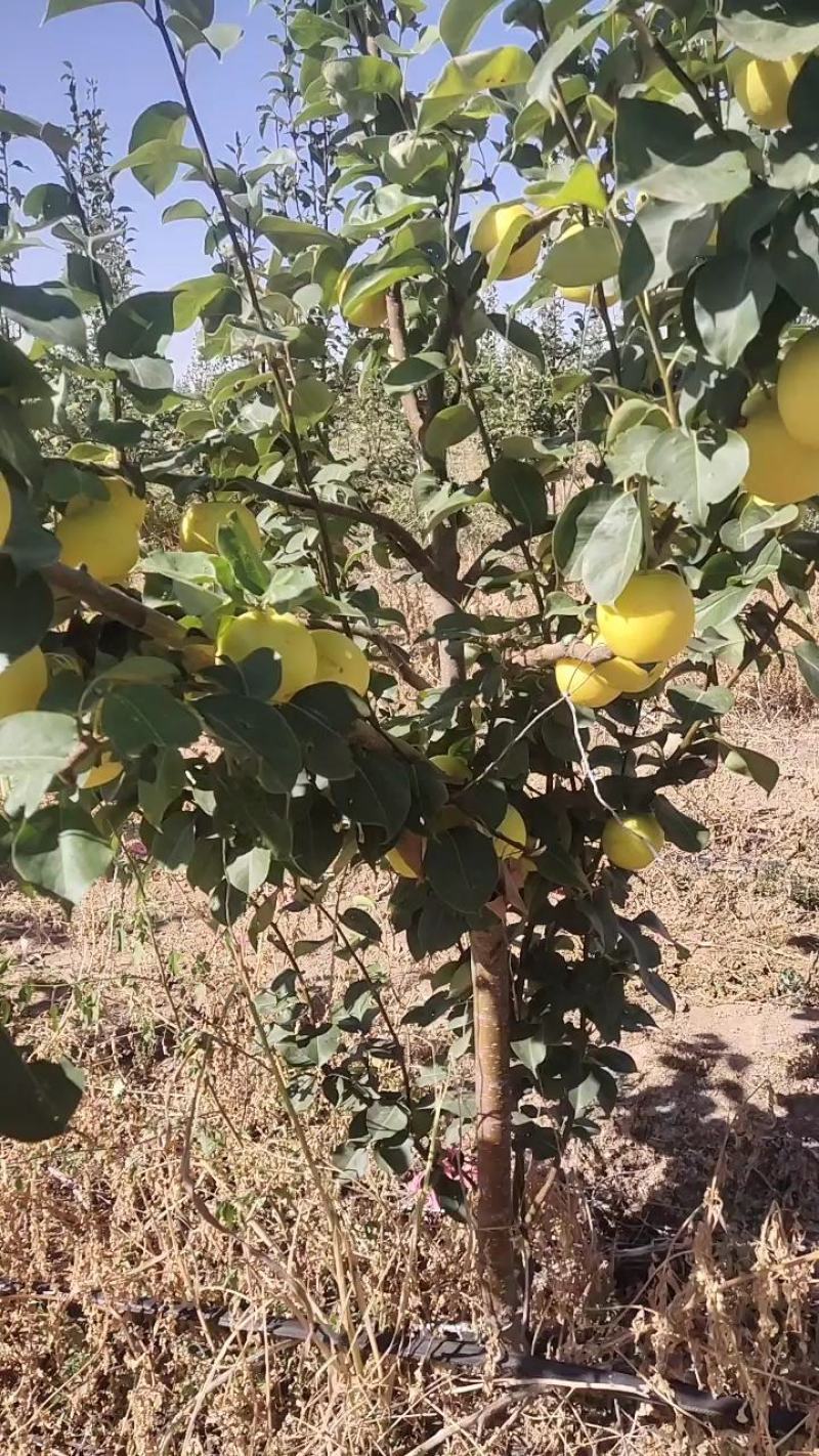 自家种植早酥梨，果面光洁，水润多汁量大从优欢迎选购！