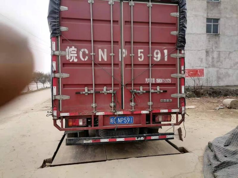 襄阳青萝卜，口感脆甜，基地货，质量好，价格优