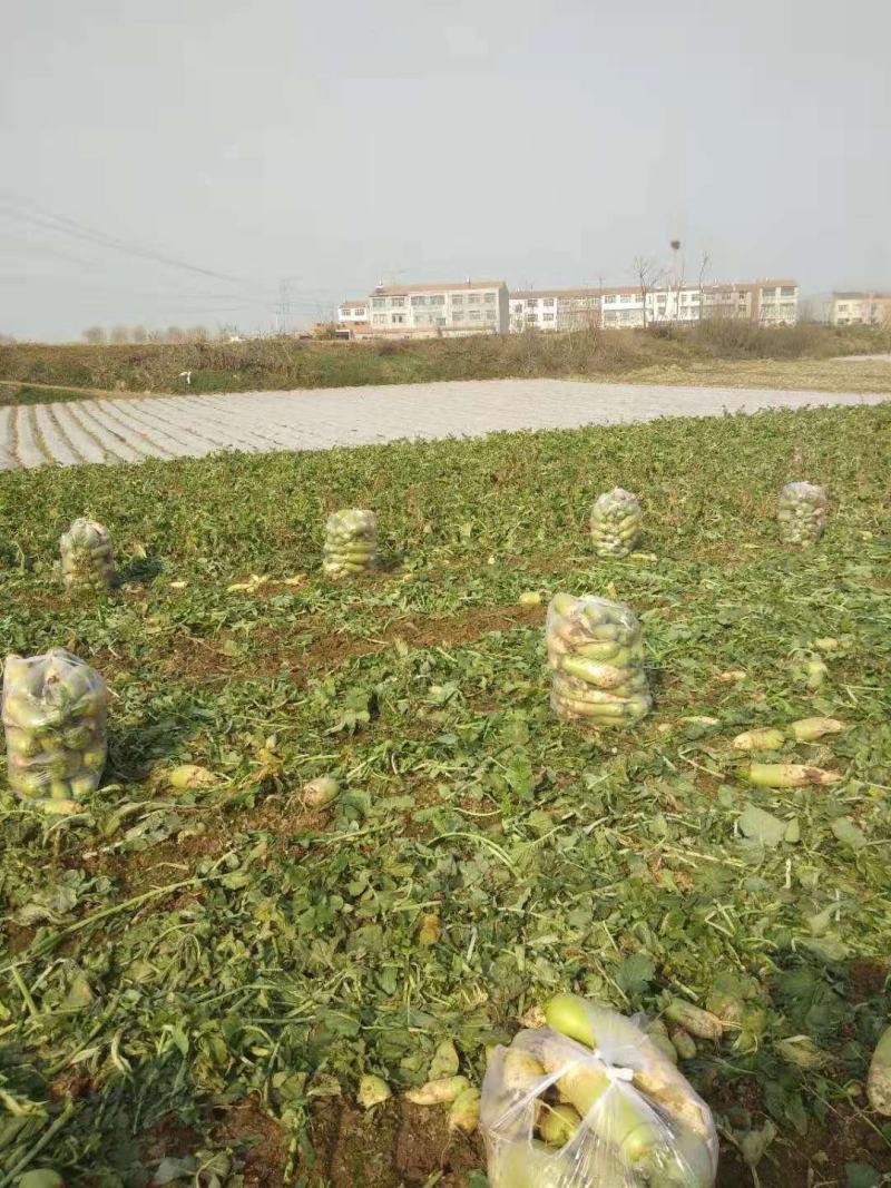 襄阳青萝卜，口感脆甜，基地货，质量好，价格优